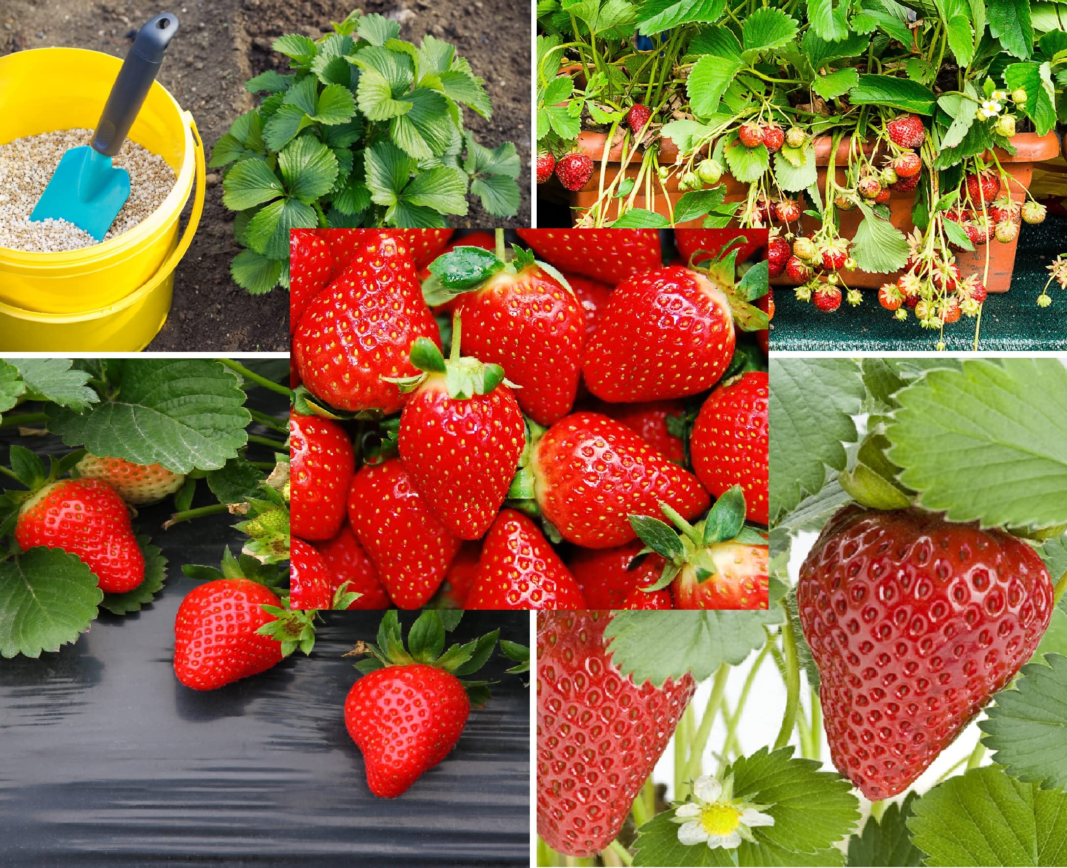 WILD STRAWBERRY スパイダーバー ワイルドストロベリー WILD STRAWBERRY スパイダーバー ワイルドストロベリー